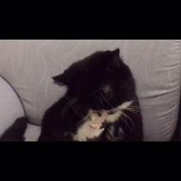 黑猫视频国产之光在线看,黑猫视频独家呈现，精彩内容在线观看