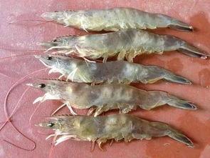 国产对虾处理视频下载,视频下载带你领略高效加工过程