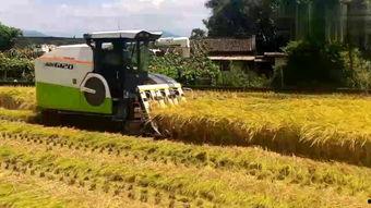 国产最贵水稻收割机视频,揭秘最贵水稻收割机震撼性能